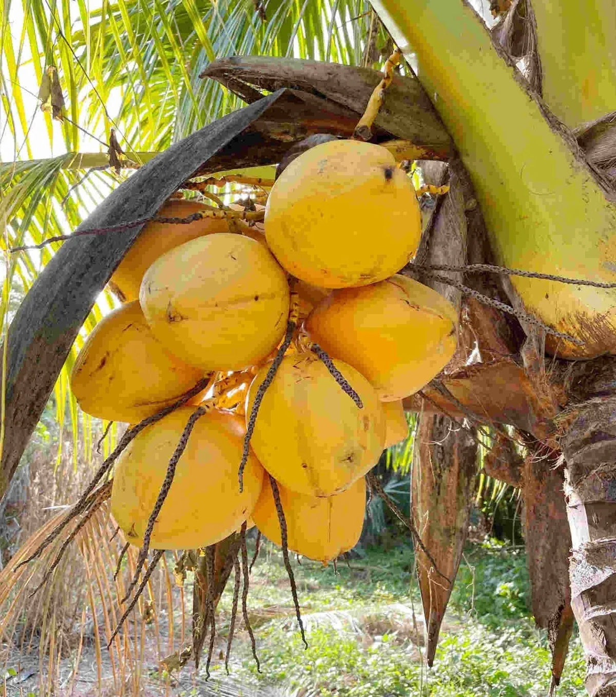 Set of 3 Sprouted Yellow Dwarf Coconut Trees – Cocos nucifera 'Dwarf Yellow' Live Plants, 6–8 Inches, Tropical Indoor Garden