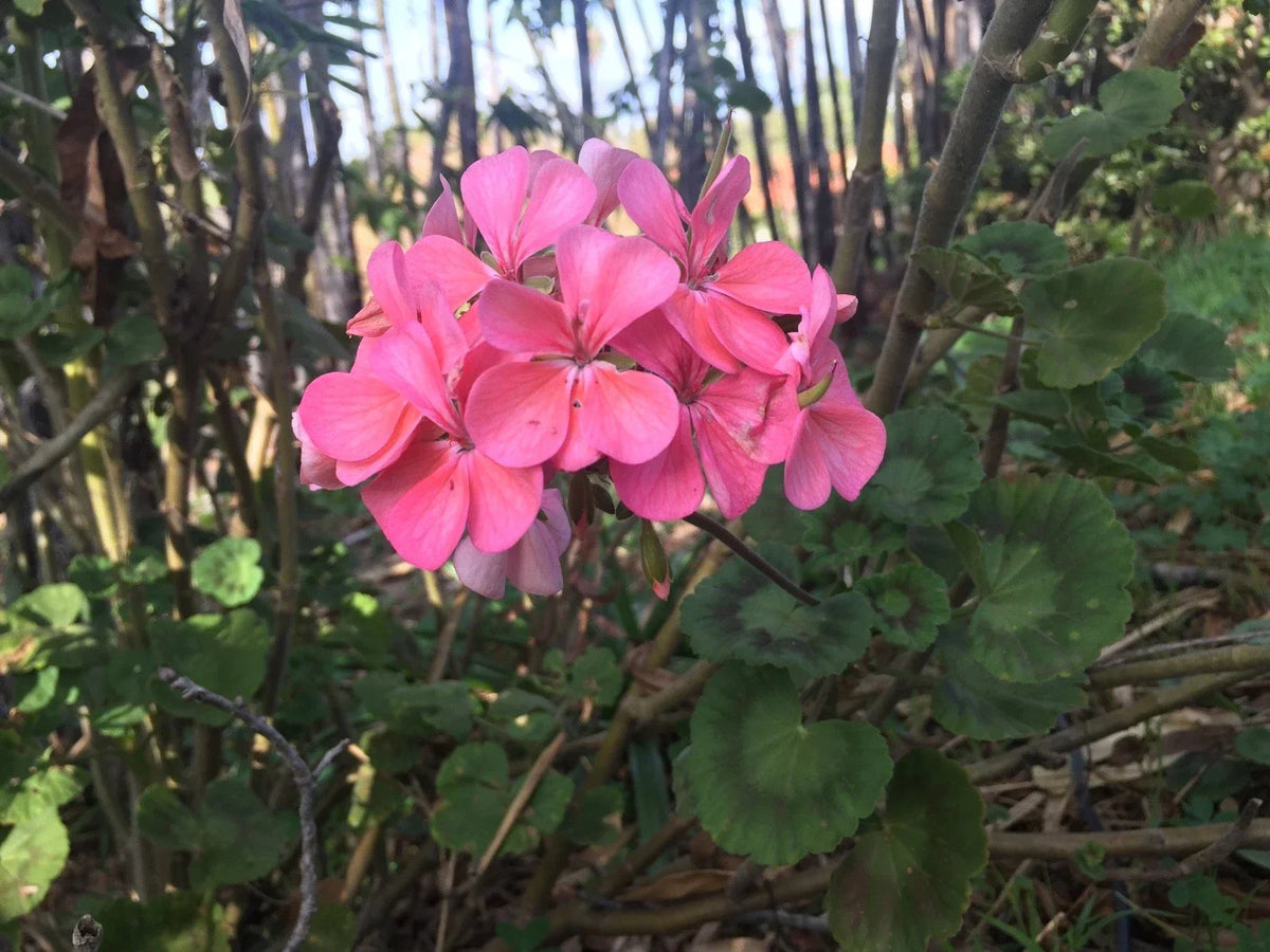 Salmon Pink Pelargonium Zonal Geranium Live Plant Starter Cuttings 4"x8" | Pelargonium × hortorum