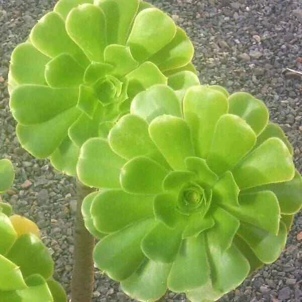 XL Aeonium Arboreum Cuttings - Green Rose - 5" Diameter (12.5 CM) - Succulent Plant for Propagation and Gardening