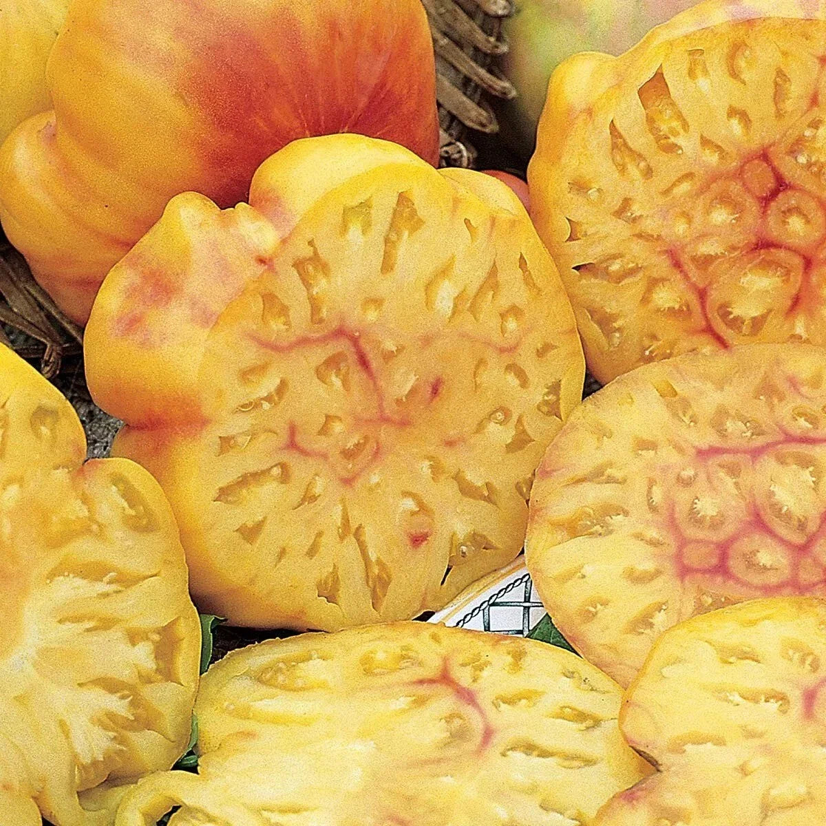 Pineapple Tomato Seeds - 30+ Heirloom Organic NON-GMO - Fresh Rare Variety - Solanum lycopersicum