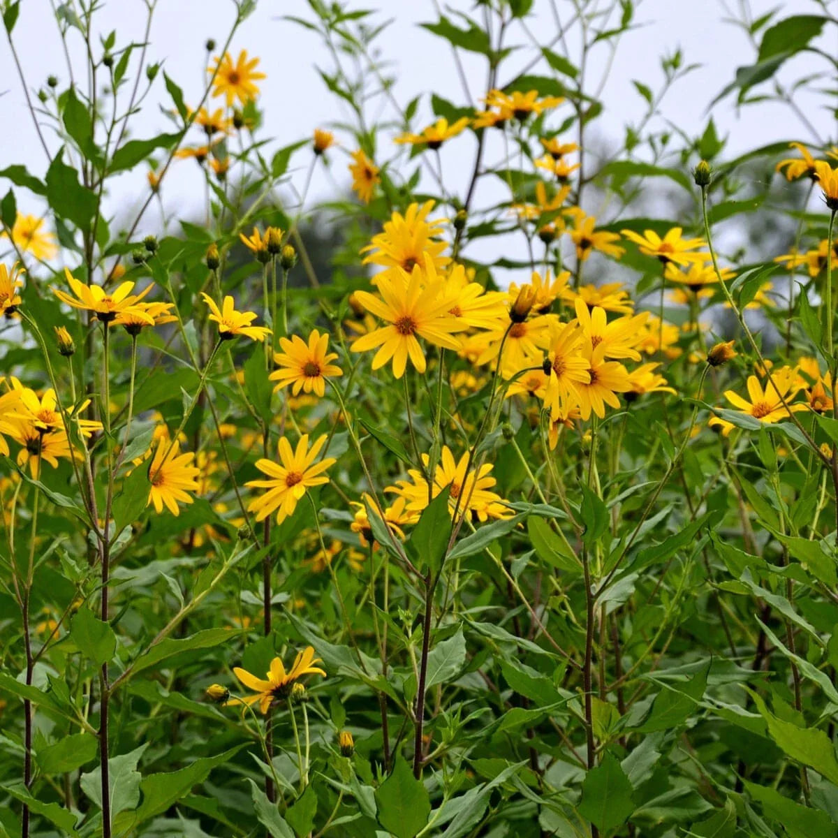 Bare Root Jerusalem Artichoke Plants - 3 Pack - Easy to Grow Edible Perennial Herb - Helianthus tuberosus