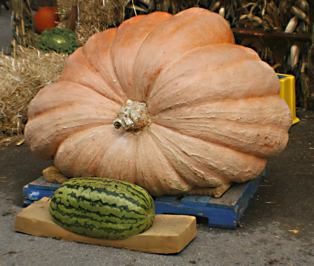 Pumpkin Seeds - Dill's Atlantic Giant - Heirloom Cucurbita maxima - Giant Pumpkin for Contests & Garden