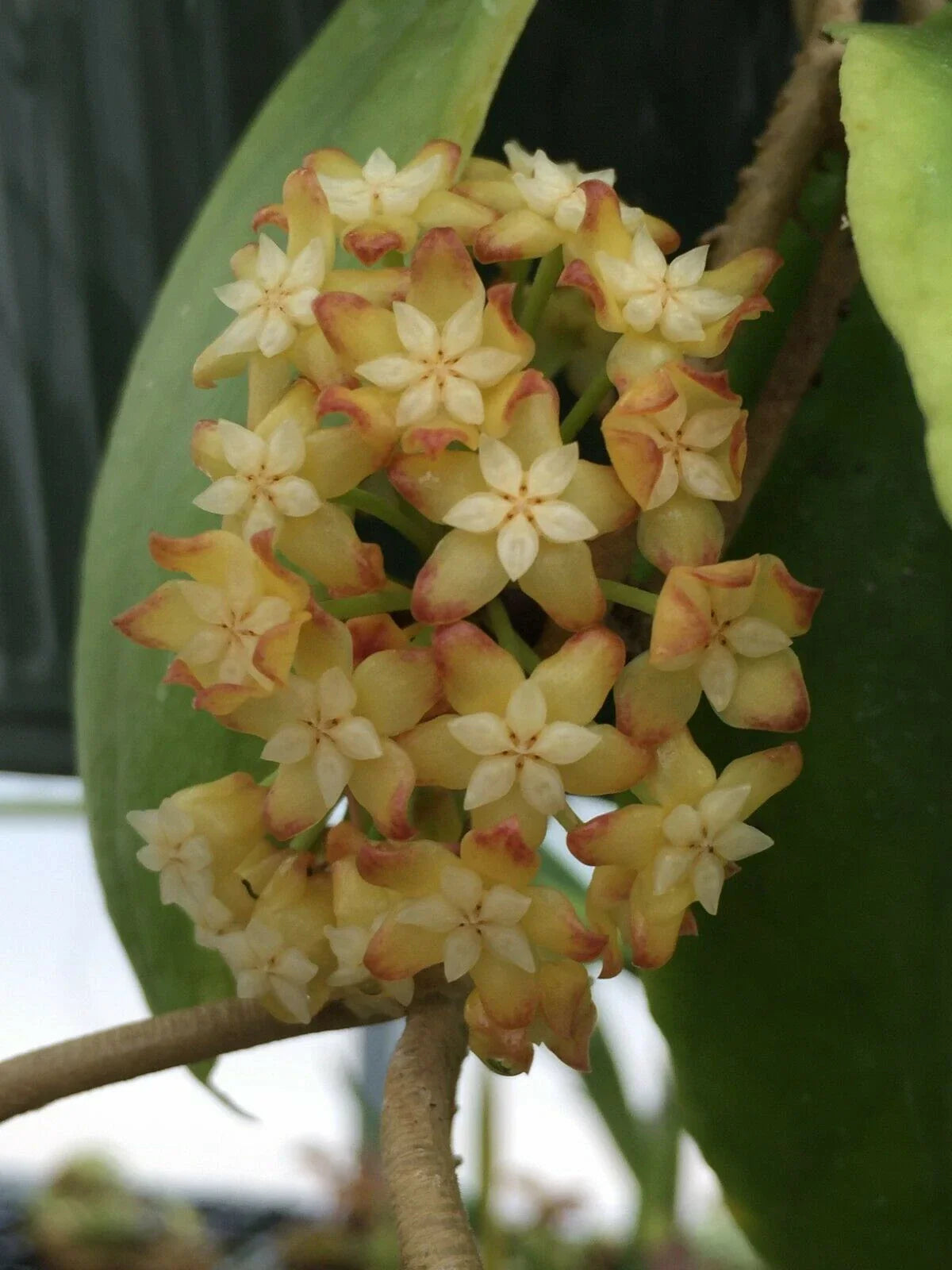 Hoya Crassicaulis Plant in 3" Pot, Rare Hoya, Rooted Tropical Houseplant, Easy Care Indoor Plant, Perfect for Collectors.
