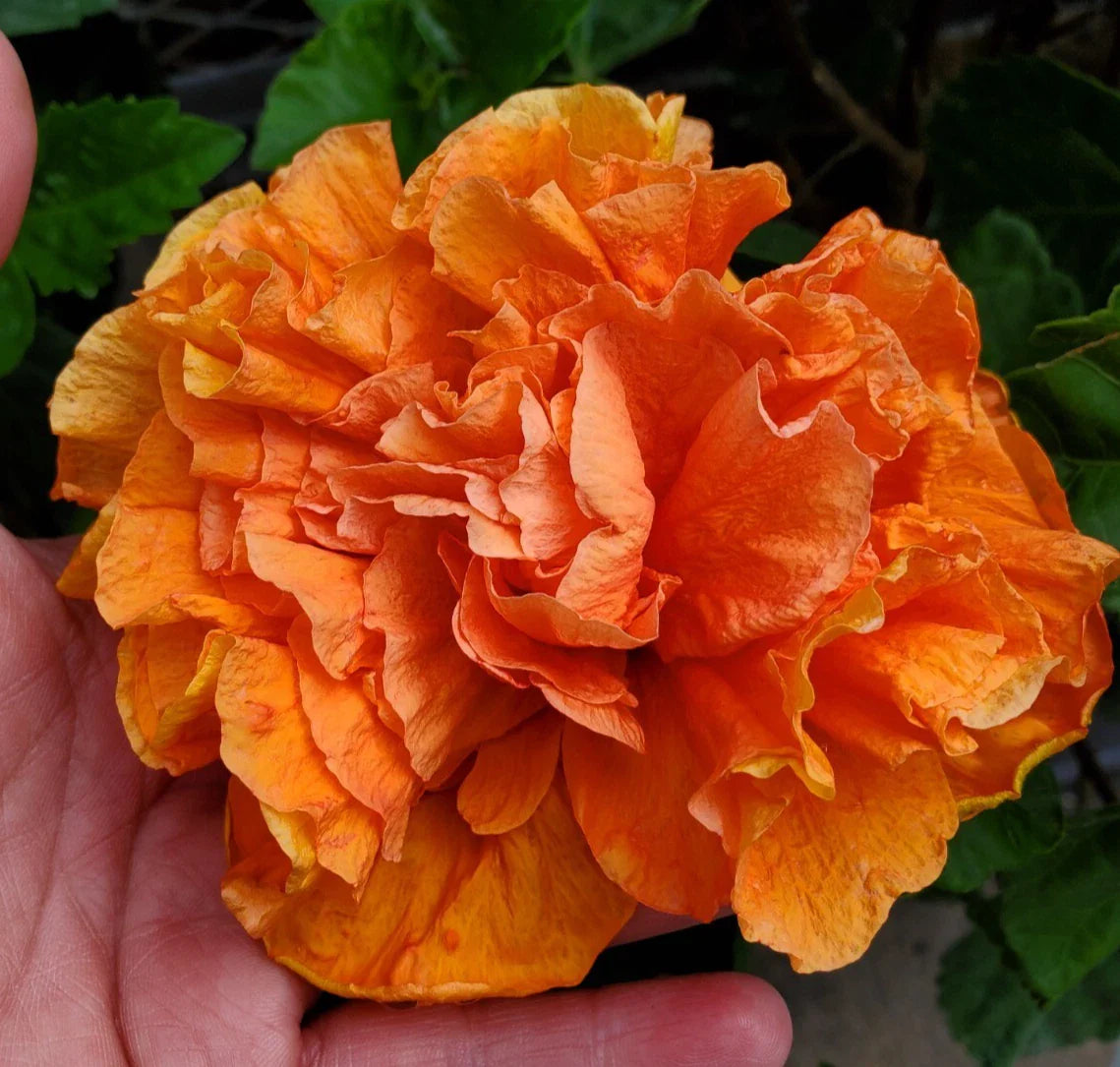 Hibiscus Starter Plant 5" Orange Blooms Jane Cowell (Hibiscus rosa-sinensis) - Exotic Tropical Indoor/Outdoor Plant