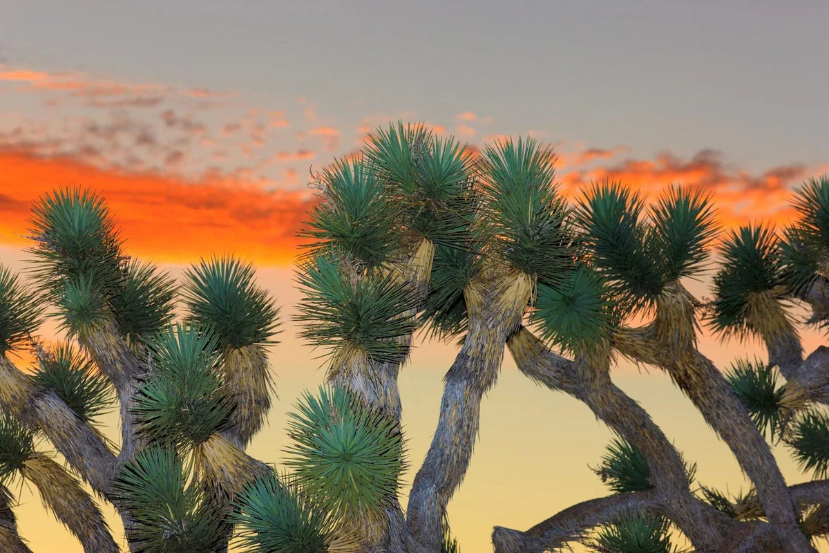 Joshua Tree Bonsai Seeds - 10 Count - Yucca brevifolia
