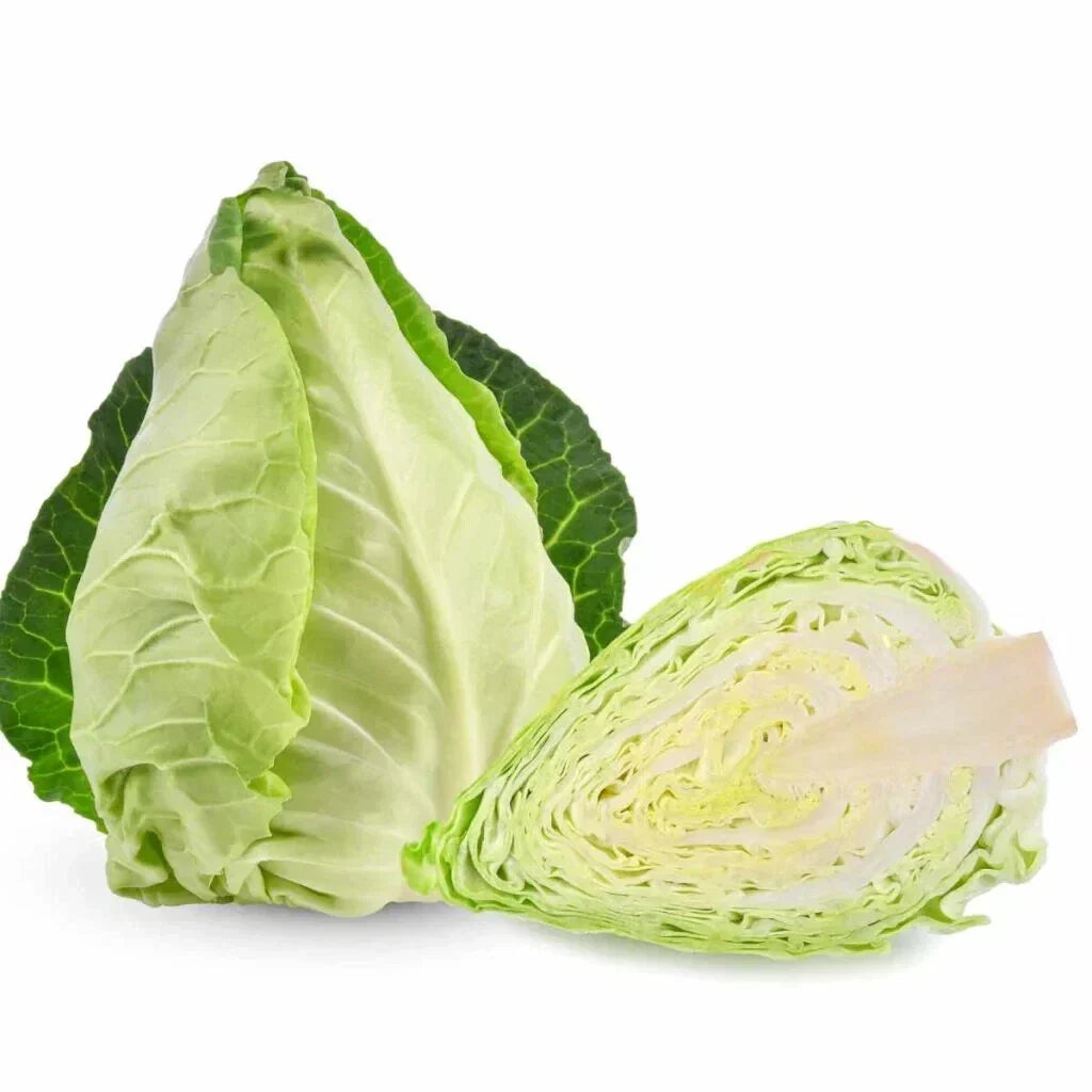 Pointed Cabbage Seeds 500+ Count - Brassica oleracea - USA Grown Heirloom