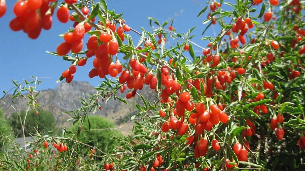 Goji Berry Cuttings - 10 Thin Rooting Cuttings of Wolfberry Superfood Bush (Lycium barbarum)