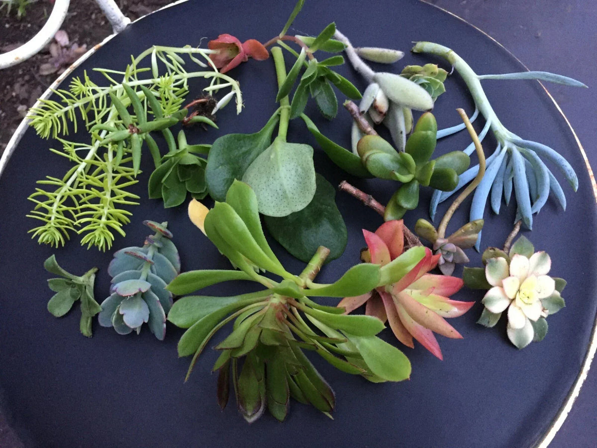 Succulent Cuttings - Rare Varieties for Rooting - Indoor & Outdoor Gardens - Various Species