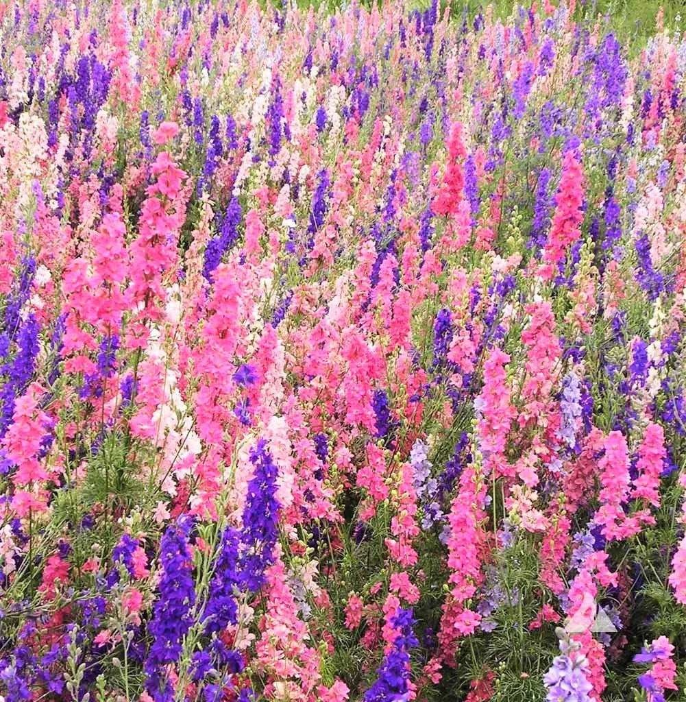 Rocket Mix Larkspur Seeds - Giant Delphinium Ajacis Consolida - Colorful Annual Flowers for 2025 Planting