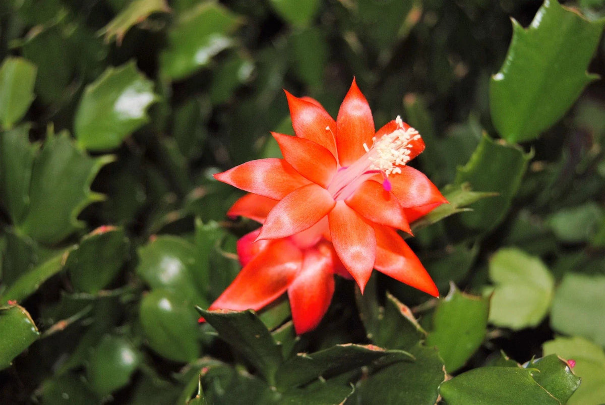 Christmas Cactus Starter Plant - Indian Summer - Schlumbergera Truncata - Healthy Well-Rooted Cactus for Home Decor
