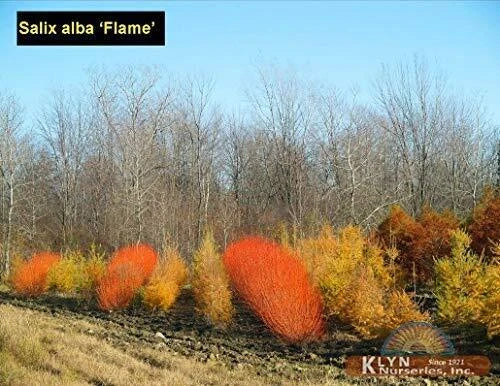 Two Flame Willow Trees - Vibrant Orange and Red Bark - Salix × fragilis