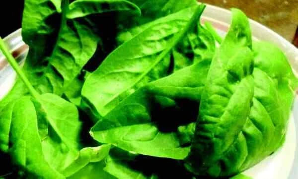 Olympia Spinach Seeds - Organic Non-GMO Spinacia oleracea for Home Gardening, Leafy Green, Fast-Growing, 200 Seeds