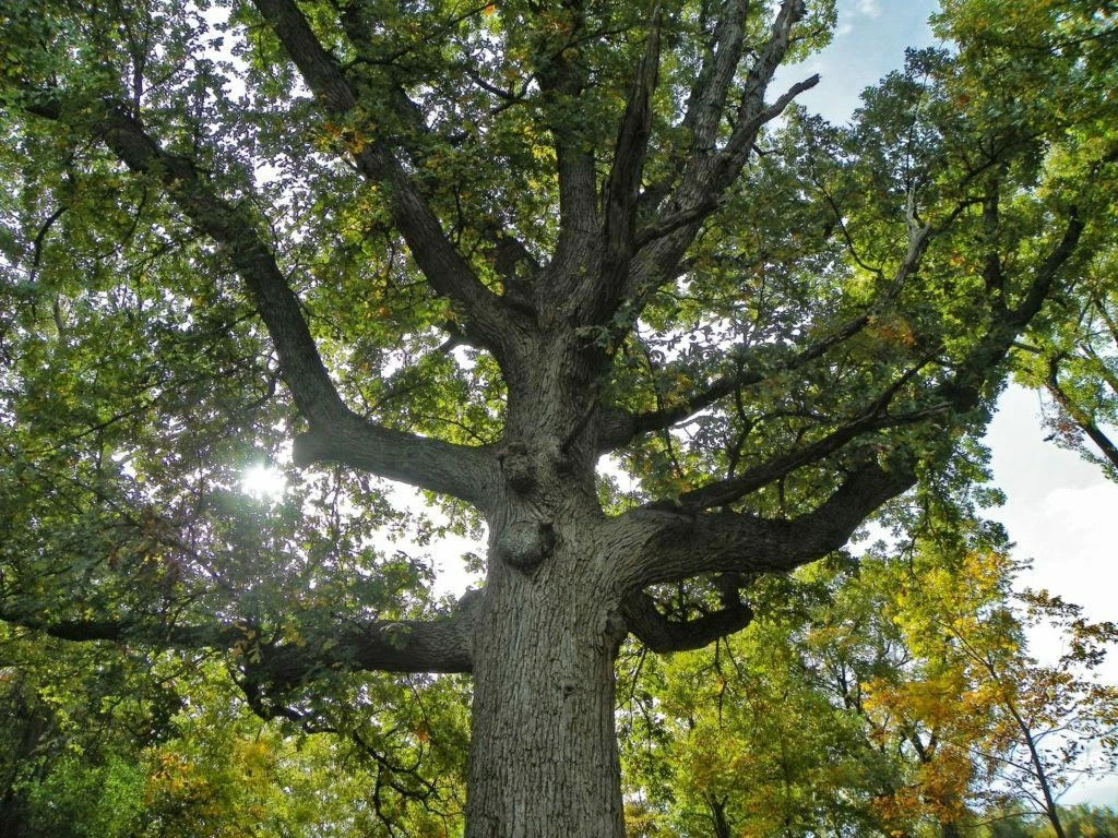 Bur Oak Tree (1) 9-12" Tall in Container with Free Orange Tree - Quercus macrocarpa