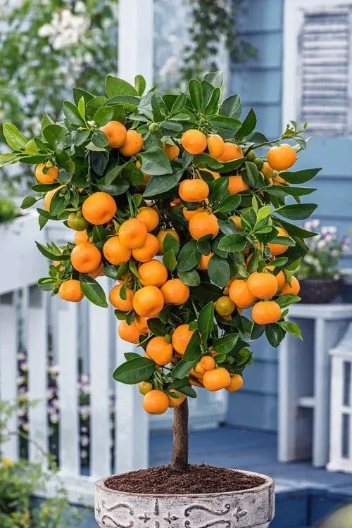 Calamondin Calamansi Orange Tree - Live Citrus Plant in 10" Pot - Citrus mitis - Indoor Outdoor Garden