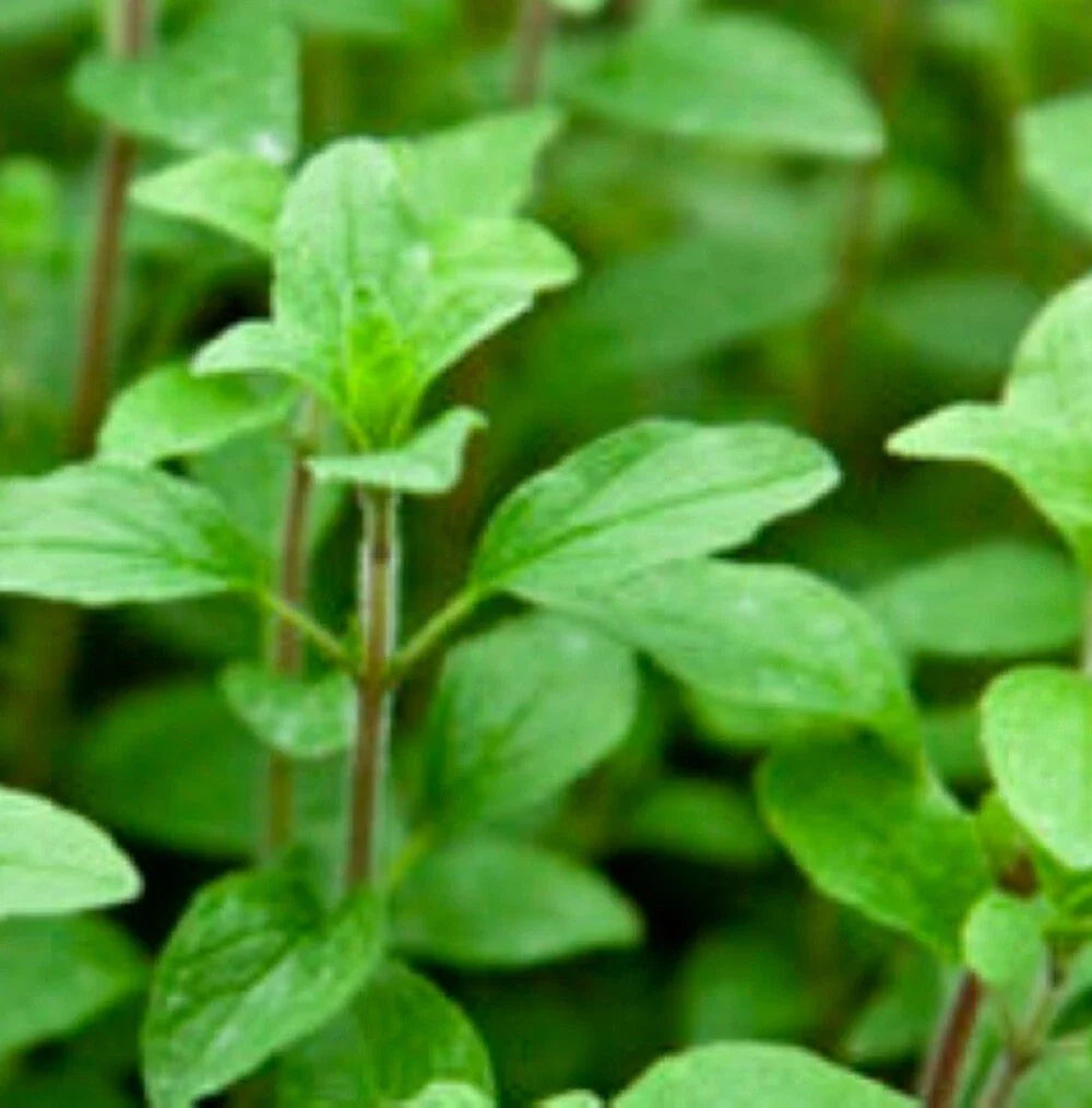 Italian Oregano Seeds | NON-GMO Heirloom Variety | Fresh Garden Seeds | Origanum vulgare subsp. hirtum