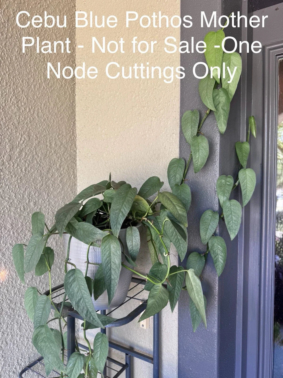 Cebu Blue Pothos Cuttings Bundle of 5 Nodes Epipremnum Pinnatum Indoor Plant Propagation