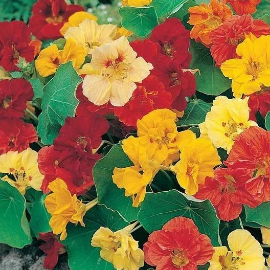 Dwarf Jewel Nasturtium Seeds - Edible Flower Mix for Gardens, Container, Ground Cover - Tropaeolum majus, Non-GMO, 25 Seeds