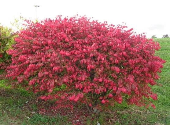 Dwarf Burning Bush Saplings - 3 Bare Root Shrubs for Privacy Hedge - Euonymus alatus 'Compactus'