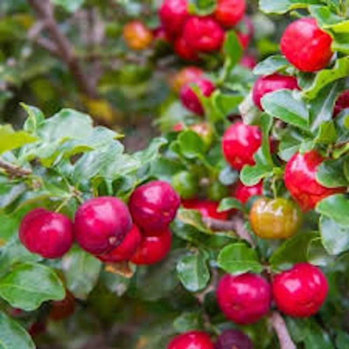 Barbados Cherry Tree Starter Plant - Edible Fruit, Malpighia Emarginata, Live Plant for Garden or Container