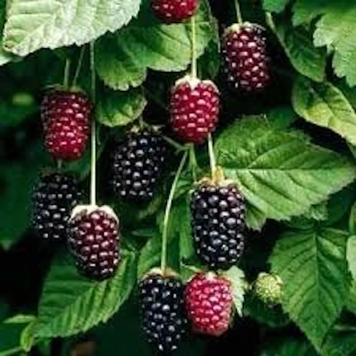 Thornless Boysenberry Plant Starter - 10 Bare Root Plants Rubus ursinus × Rubus idaeus - Sweet-Tart Hybrid Fruit Shrub