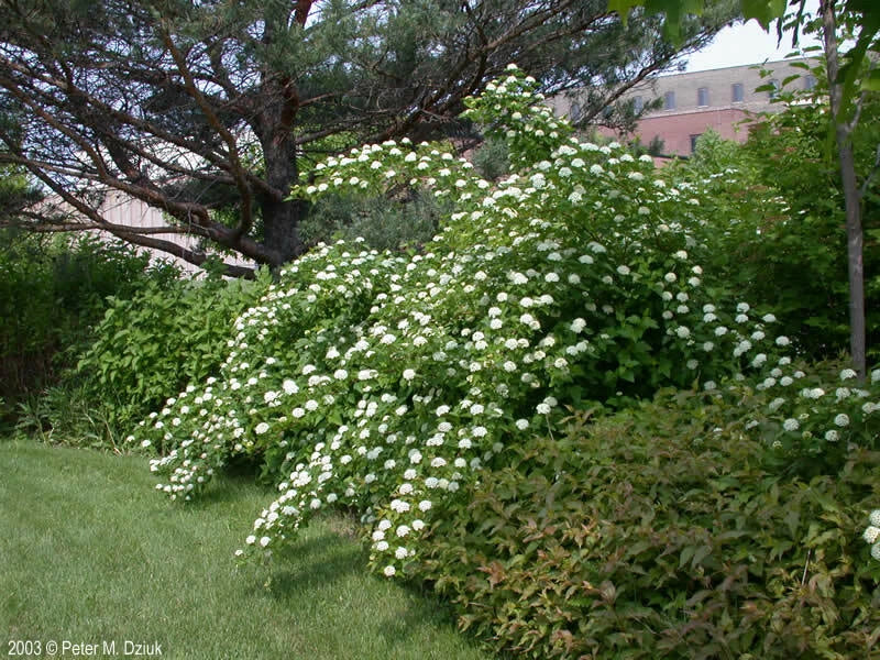 Ninebark Plant 12-18 Inches Bare Root | Physocarpus opulifolius