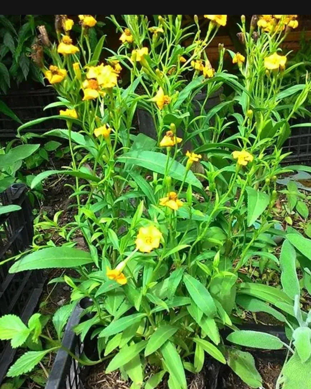 Tarragon Seeds - 200+ Organic French Tarragon Seeds (Artemisia dracunculus) - Culinary Herb for Cooking and Gardening