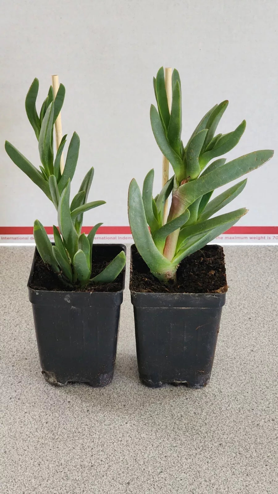 Ice Plant Succulents 2 Live Rooted Plants Coastal Pig Face Delosperma spp. Drought-Tolerant Ground Cover for Gardens