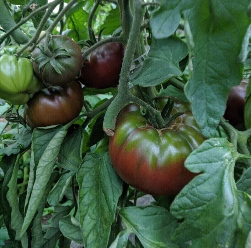 Russian Black Krim Tomato Seeds - 10+ Non-GMO Heirloom Seeds - Organic Heirloom Variety, Perfect for Home Gardening