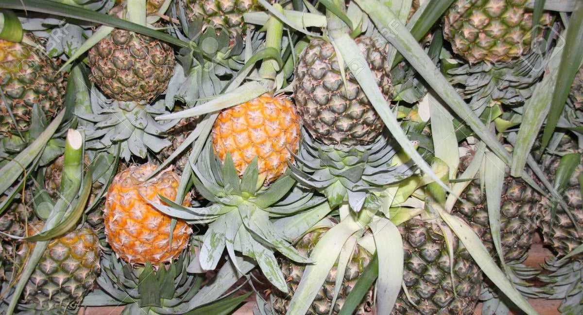 Cayena Lisa Pineapple Seeds - 15+ Count - Ananas comosus - USA