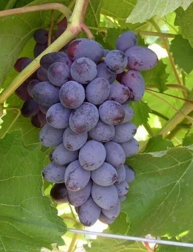 Fredonia Black/Blue Grape Live Rooted Starter Plant - Vitis labrusca for Zones 5-8, Vining, Fruit-Bearing, Garden Plant