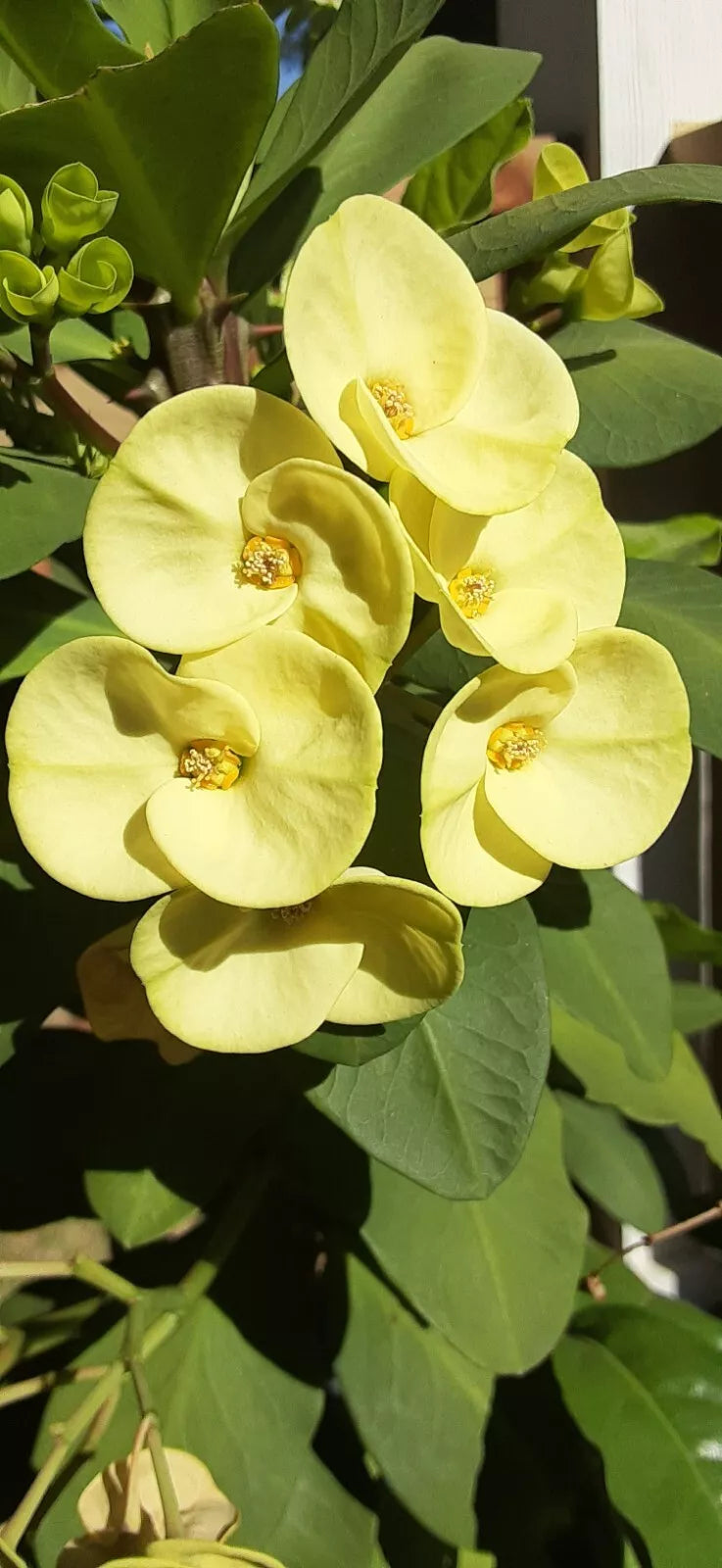 Light Yellow Crown of Thorns Cutting (1 Count) - Euphorbia milii, No Roots, Indoor Plant, Succulent, Easy to Grow