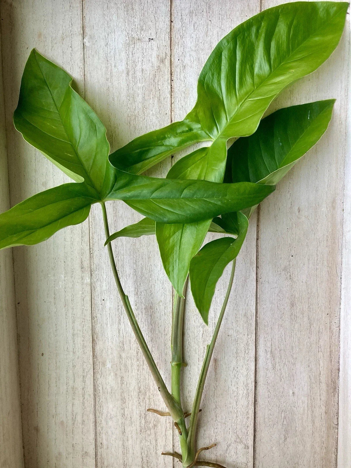 20 Rooted Plant Cuttings - Arrowhead Vines (Syngonium podophyllum) - Indoor Houseplants, Green Foliage