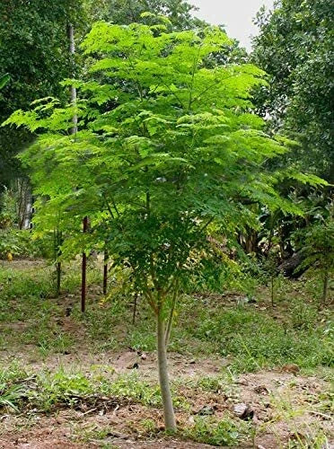 Moringa Tree Seeds - 25 Count - Fast Growing Moringa oleifera for Garden