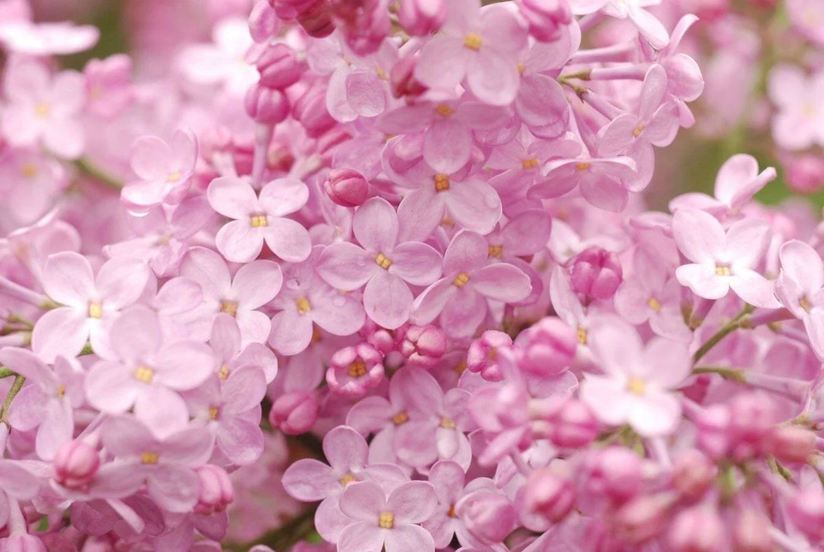 Blush Lilac Seeds - 25 Pack - Fragrant Perennial Flower - Syringa vulgaris - Easy to Grow, Butterfly Attracting, US Seller