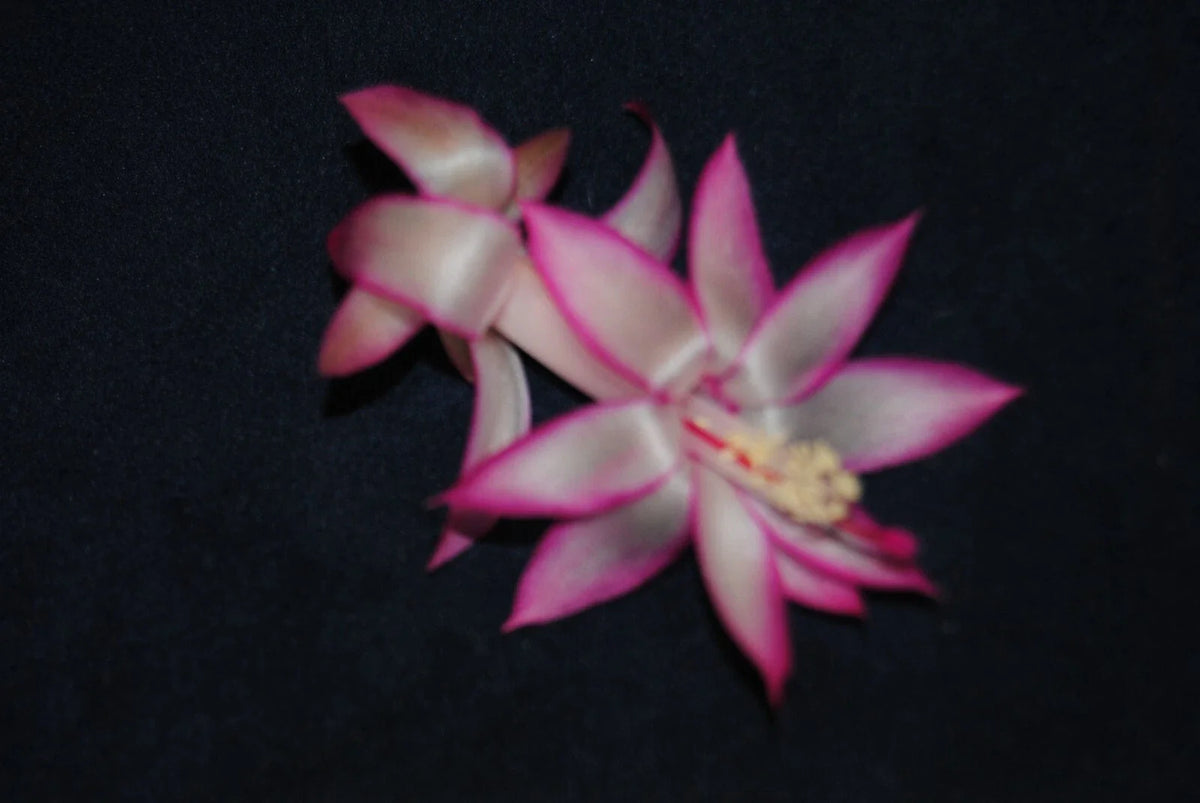 Christmas Cactus Starter Plant - Mardi Gras Parade - Schlumbergera Truncata - Healthy Well-Rooted Small Plant