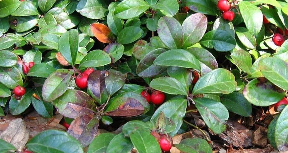 Wintergreen Live Plant Bareroot Starter Gaultheria procumbens Edible Red Berries Evergreen Creeper
