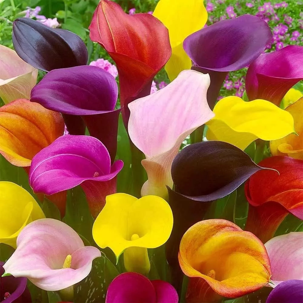 Calla Lily Bulbs for Planting - Mixed Color | Zantedeschia spp.