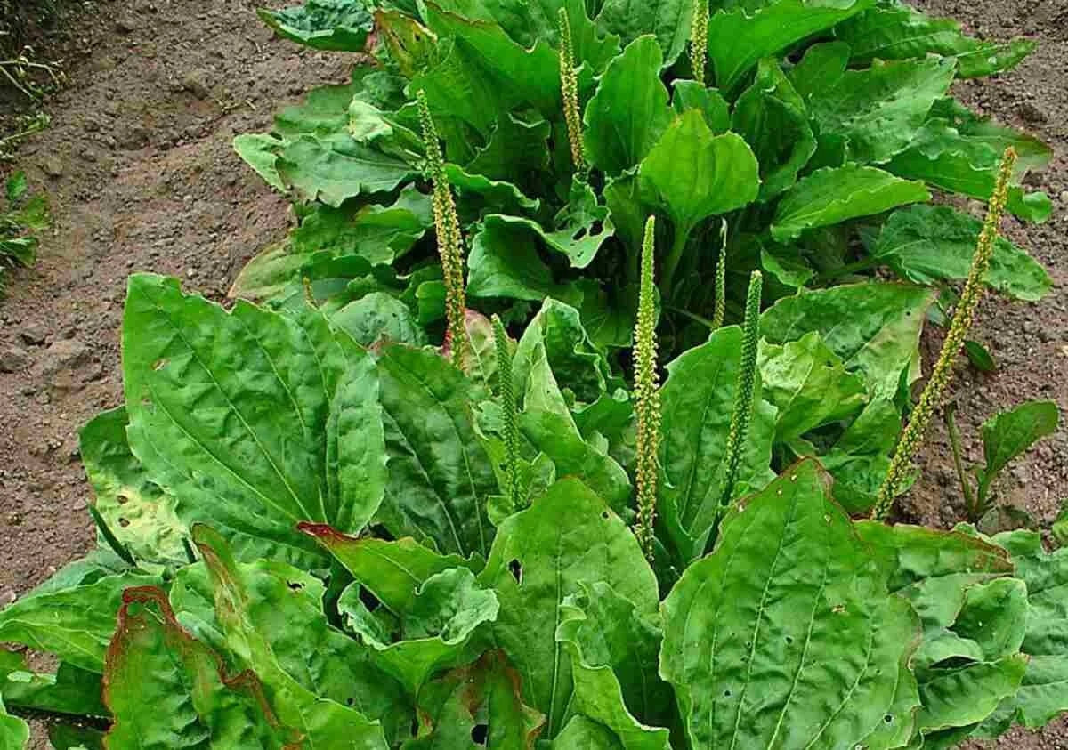 100+ Broadleaf Plantain Seeds - Plantago major Heirloom Garden Seeds for Natural Remedies & Culinary Use