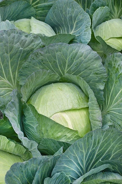 Cabbage Seeds - 600+ Heirloom NON-GMO Vegetable Seeds for Home Garden - Brassica oleracea var. capitata
