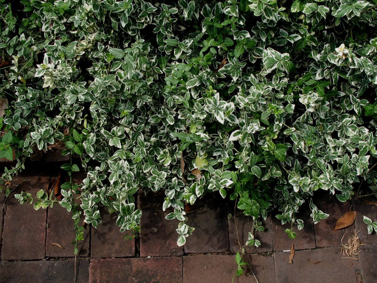 Variegated Wintercreeper Euonymus Fortunei 'Variegatus' 6 Starter Plants Perennial Evergreen Ground Cover Vine