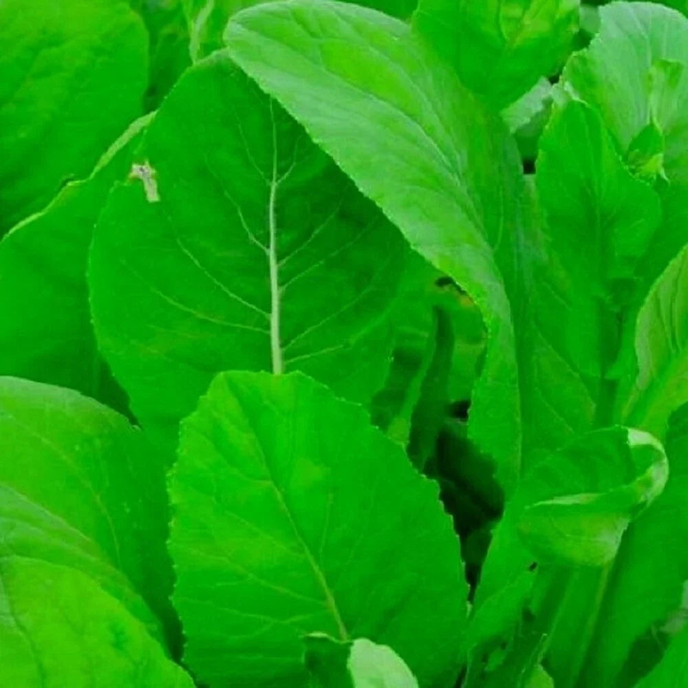 Tendergreen Mustard Spinach Seeds - Non-GMO Heirloom Organic Brassica juncea for Home Gardening
