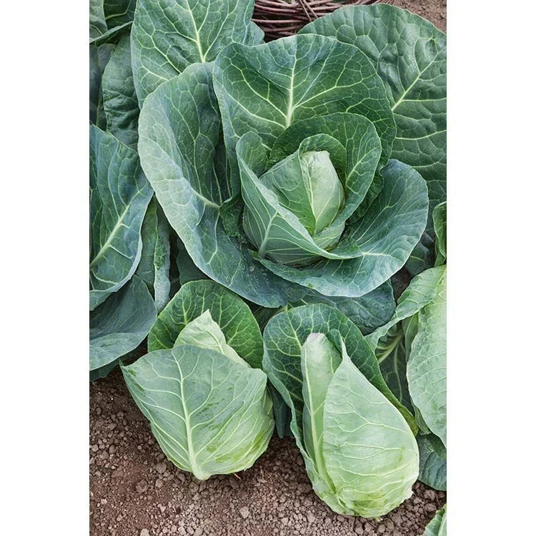 Cabbage Seeds 200+ Count - Early Jersey Wakefield Heirloom Non-GMO Vegetable Seeds for Home Garden, Brassica oleracea