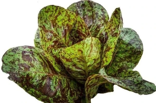 Freckles Romaine Lettuce Seeds – Organic Non-GMO Heirloom Pack of 500+ Lactuca sativa for Home Garden & Salad Growing
