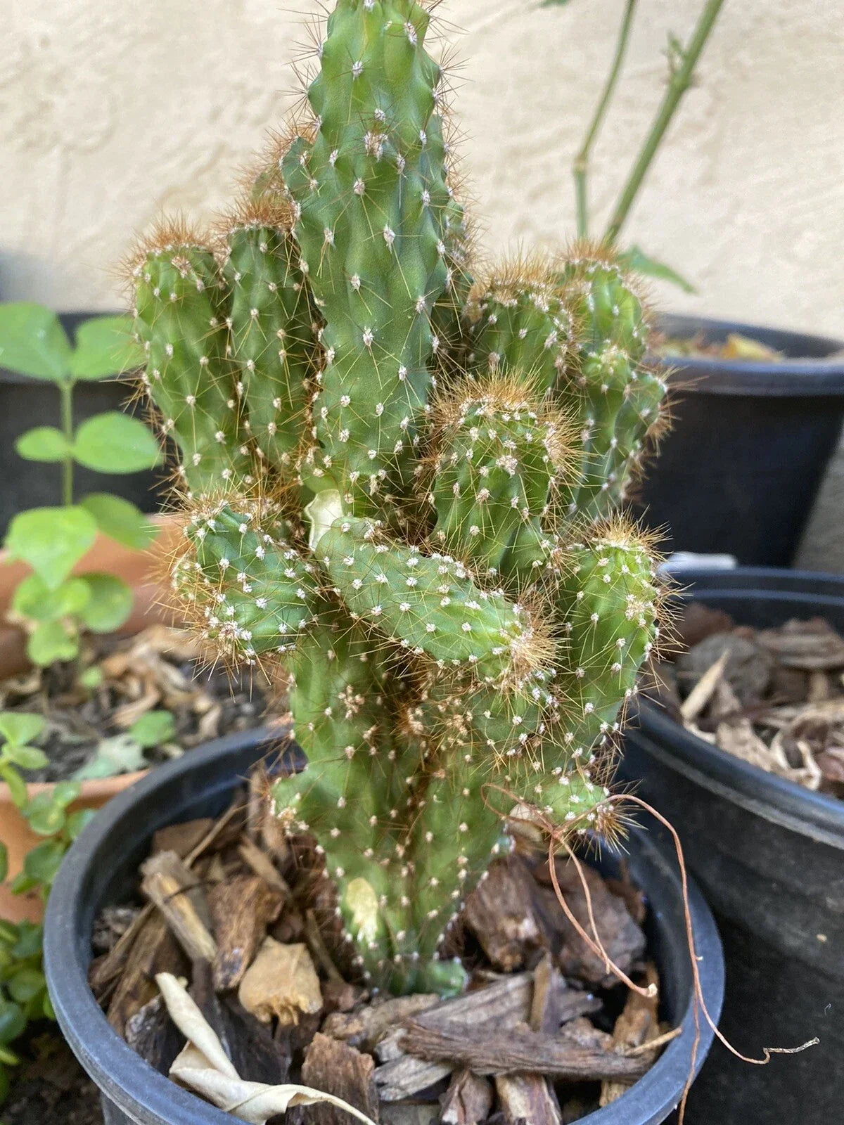 Hardy Cereus Monstrosus Cutting - Sculptural Cactus for Indoor Outdoor Gardens - Unique Form - Cereus peruvianus var. monstrosus