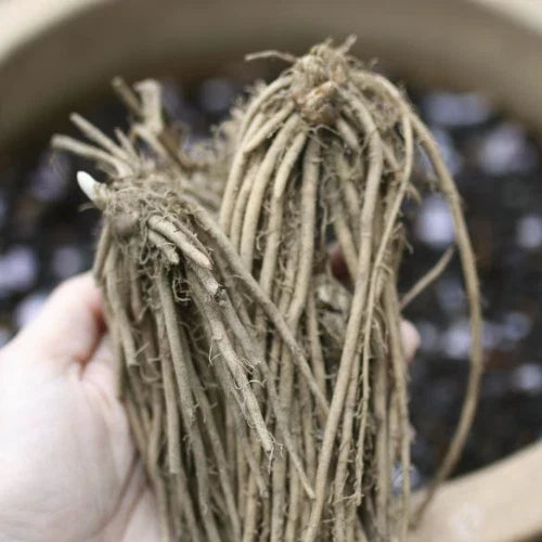 25 Green Jersey Knight Asparagus Bare Root - 2-Year Crowns - Hand-Picked Nursery Quality - Asparagus officinalis