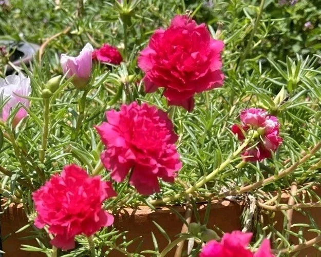 Hot Pink Double Bloom Portulaca Moss Rose Cuttings - Vibrant Pink, Drought-Tolerant, Full Sun, Low Maintenance, Portulaca grandiflora