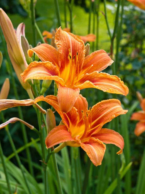 Orange Daylily Bare-root Plant - Hemerocallis Hardy Perennial, Vibrant Orange Flowers, Garden Perennial, Low Maintenance