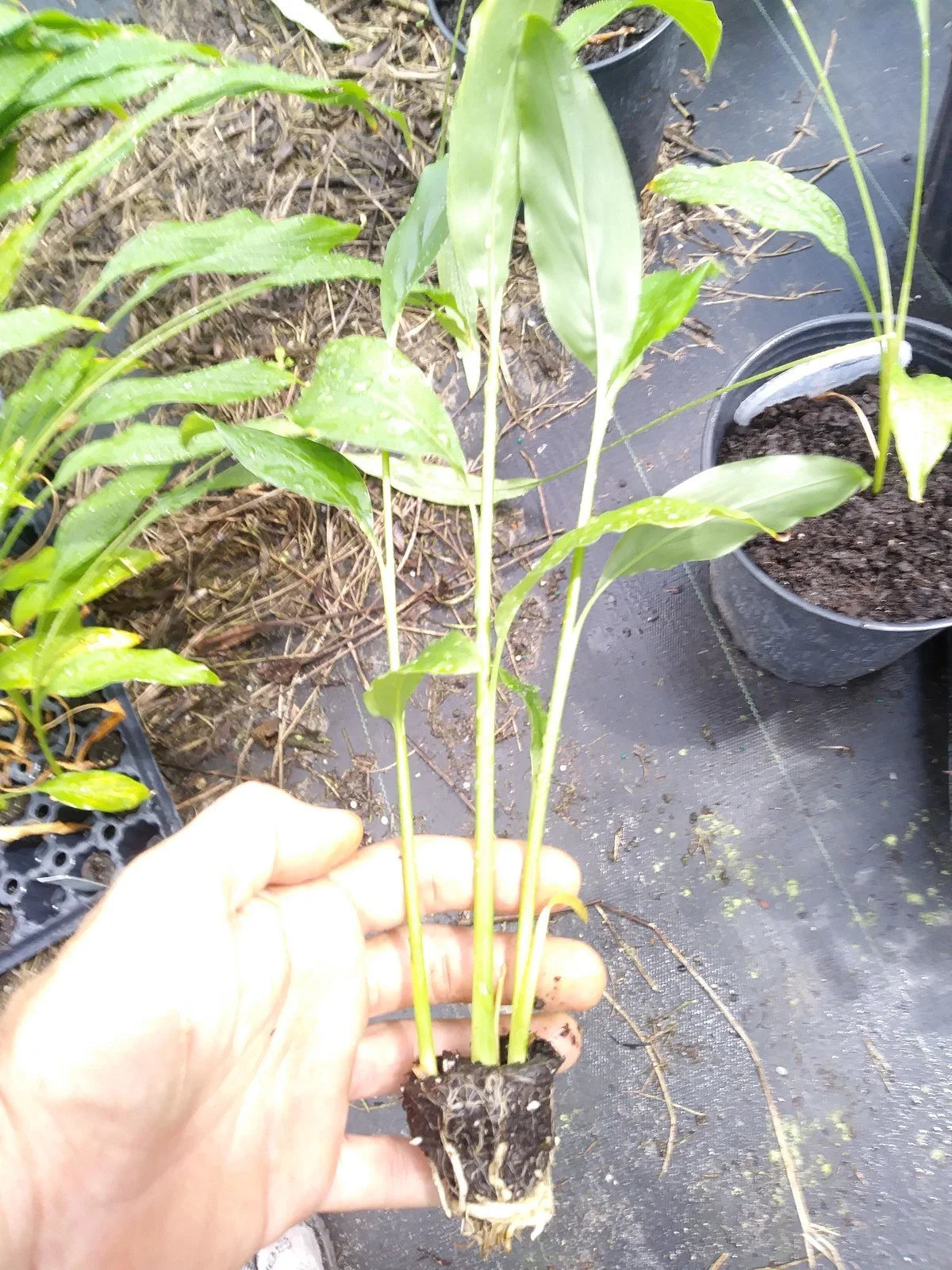 Thai Ginger Galanga Plant Rhizome 6-8" - 3 Potted Plants (Zingiber zerumbet) - Non-GMO, Pesticide-Free, Free Shipping