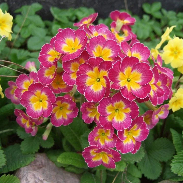 Primula mala Seeds - 100 Count - Pink Variety - Primula mala