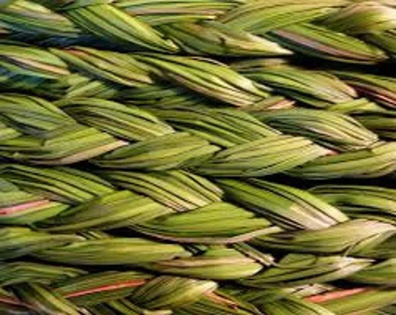 Sweetgrass 5 Plants Organic Sacred Smudge Plant Hierochloe odorata Ground Cover
